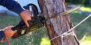 How Our Tree Care Process Works  in  Rockvale, TN