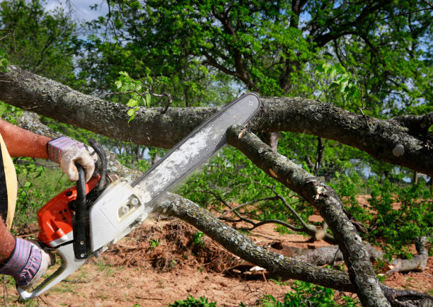 Trusted Rockvale, TN  Tree Services Experts